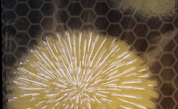 Kuidas mesilane näeb õit" (How a Bee Sees a Blossom)